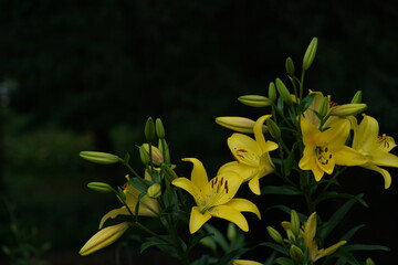 Light Yellow Thunberg Lily in Full Bloom