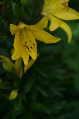 Obraz premium Light Yellow Thunberg Lily in Full Bloom