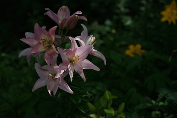 Faint Pink Flower of Thunberg Lily in Full Bloom