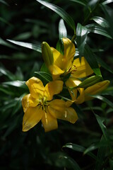 Light Yellow Thunberg Lily in Full Bloom