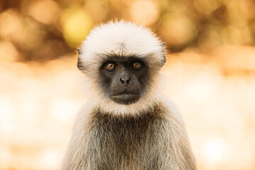 Goa, India. Gray Langur Monkey. Close Portrait