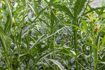 Obraz premium Okra or lady finger growing in farm