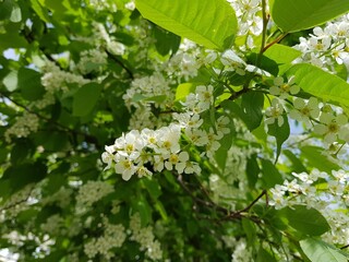 cherry tree blossom