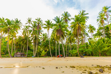 Coconut pam tropical tree on sea beach morning sunrise