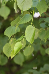Leaves of linden tree on a tree.