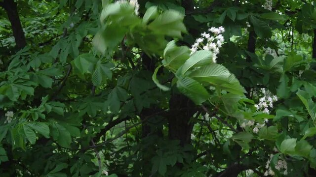 Flowering chestnut tree sways in the wind in inclement weather. 4k.