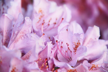 beautiful pink rhododendrons flowers blossom