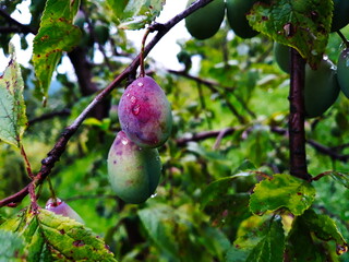 Obraz premium The plums on the branch are starting to turn blue. Painted after the rain with drops of water on it.