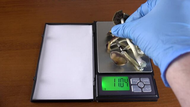 Psilocybe cubensis is a hallucinogenic mushroom. Weighing mushrooms. The sacred mushroom of the Mazatec tribe. Magic cult.