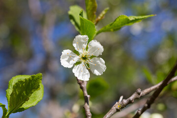 Fototapeta premium One cherry blossom (lat. Cerasus) on an empty branch.