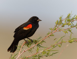 A red-winged blackbird balances on willow branches.