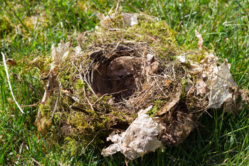 A nest made of twigs and moss by a small bird lying on the grass.