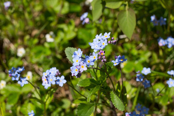 Forget-me-nots (lat. Myosótis) are blue in color, growing in nature .