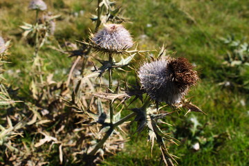 Dried flower heads of Thistle with sharp prickles in autumn.