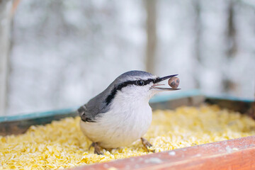 A small bird sits in a feeder filled with cereals and nuts. The bird holds a nut in its beak. The concept of wintering in the city, feeding birds.