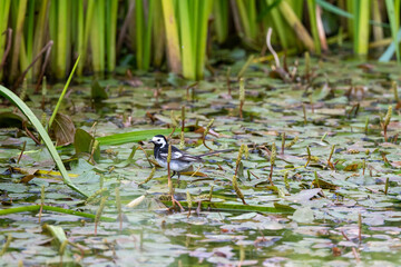 Pied Wagtail (Motacilla alba) on lily pads on a pond