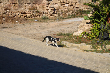 A black and white cat calmly walking along the roadway of one of the streets of Famagusta . Cyprus.