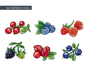 sketch_set_of_berries_six_pieces