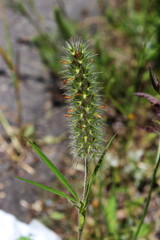 Close up of weed with thorns. Probably the Poaceae family.