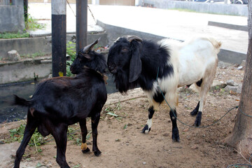 Eid al-Adha sacrificial goats are ready for sale on the side of the road, Pekanbaru, Riau, Indonesia.