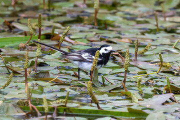 Pied Wagtail (Motacilla alba) on lily pads on a pond