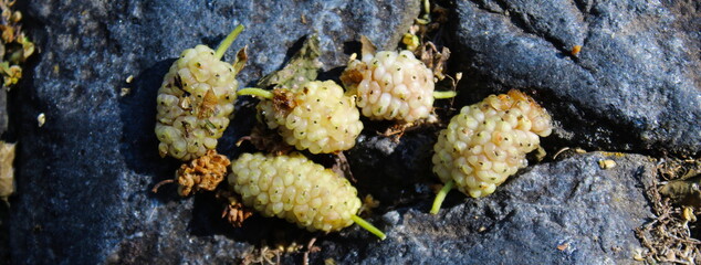 A banner of five white mulberry fruits against a dark blue stone background. Morus alba, white mulberry.