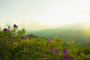 Sunset with alternating mountains and flowers