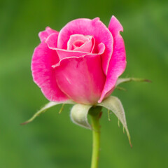 Beautiful pink rose over green burly background