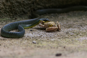 Cobra comendo Rã