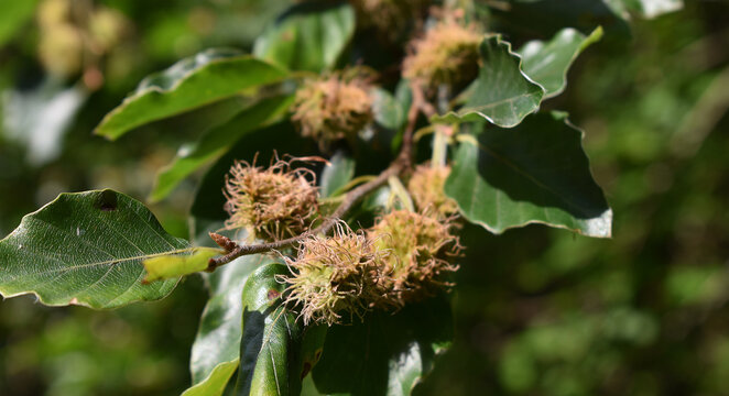 Rotbuche, Fagus sylvatica, Bucheckerl beim Reifen, Fr&uuml;chte unreif, Buchenfr&uuml;chte in stacheliger Schale