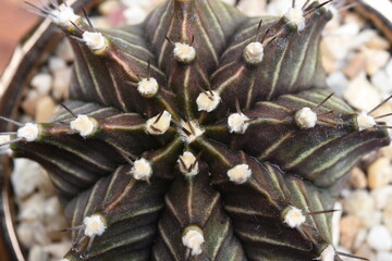 Cactus, which many people like to raise