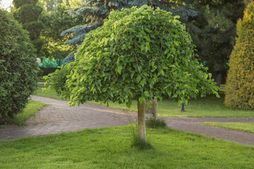 Weeping mulberry - (morus alba pendula)