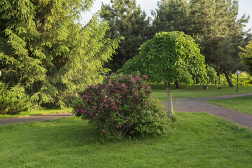 Beautiful view of landscaped garden in backyard. Scenery of natural landscaping area in summer. Weigela