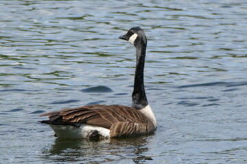Szara gęś na jeziorze © Tadeusz
