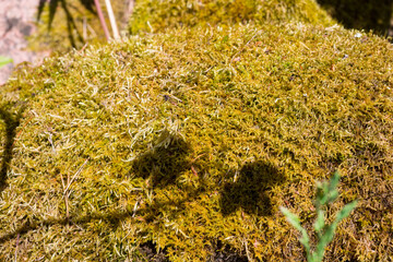 A rounded stone covered with yellow moss, with the shadow of two currant leaves on it.