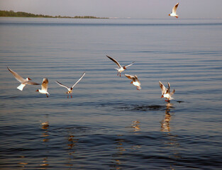 The black-headed gulls catch fish.