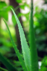 Kerala Plant full hd Images