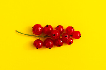one sprig of red currant on a solid background