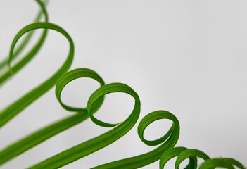 Green spiral leaves. Macro photo. Young leaves of a tropical plant. Young branch of a palm tree. Green leaves of needles. Green spiral leaves texture. Herbal abstraction. White background. Bokeh