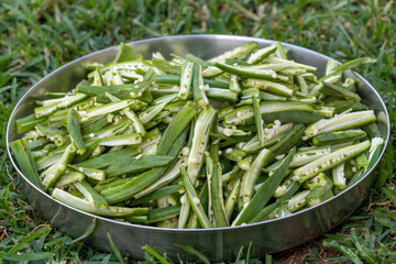 okra lady finger cuts in slice