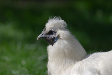 close up side portrait of a pet silkie chickens face