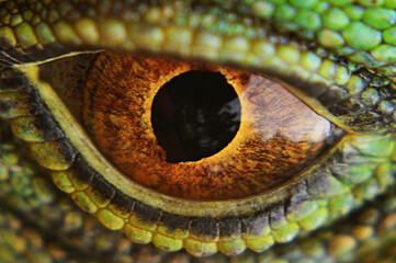 iguana eye macro face green animal exotic