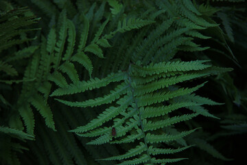 Fototapeta na wymiar dark tropical fern background
