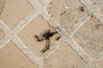 ants drag a dead spider across a tile