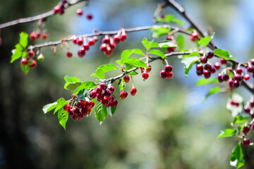 Close up of a ripe fresh red cherries and green leaves in a tree orchard in a garden in a sunny summer day, beautiful outdoor background photographed with soft focus..