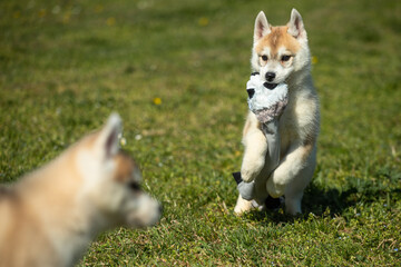 White and orange color Siberian Husky puppy playing on the grass.