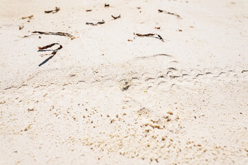 Little crab walking on sand of Zanzibar