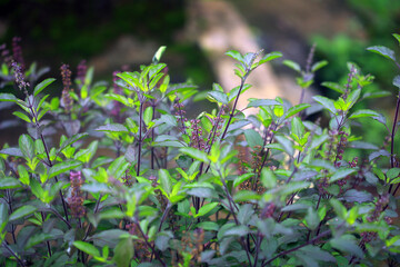 Kerala Plant full hd Images