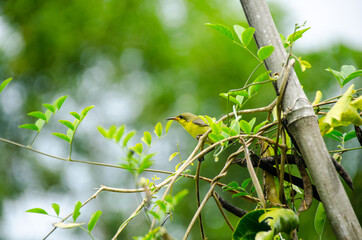The variable sunbird (or yellow-bellied sunbird), Cinnyris venustus