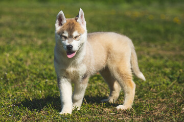 Naklejka na ściany i meble White and orange color Siberian Husky puppy playing on the grass.